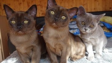 burmese cat names
