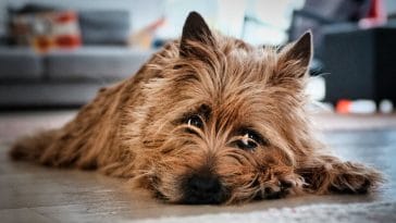 cairn terrier names