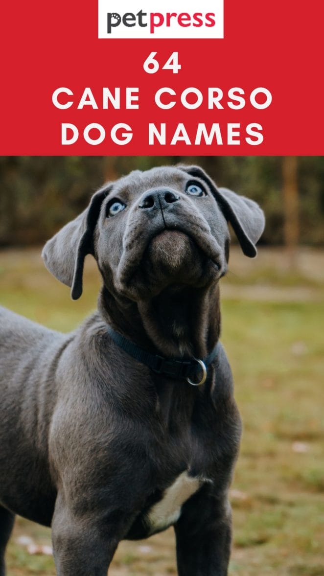 cane-corso-dog-names