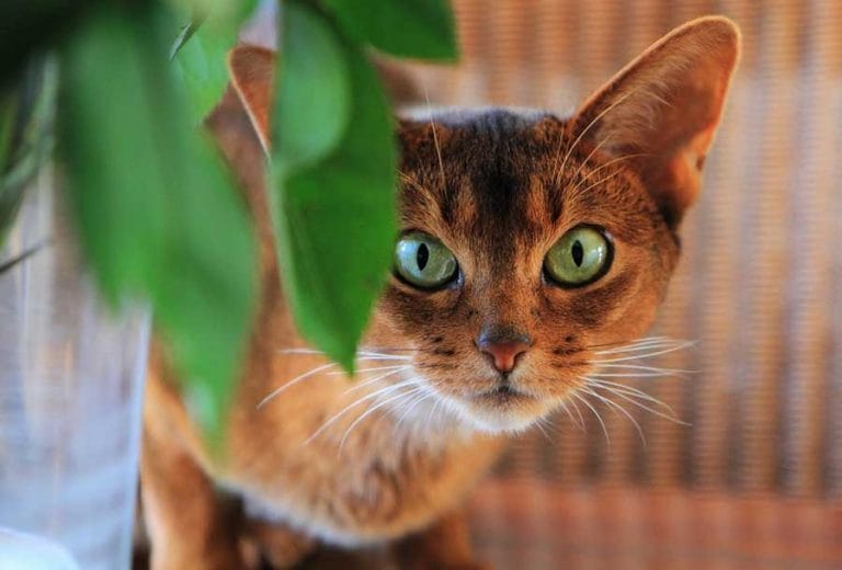 15 Most Active Cat Breeds PetPress