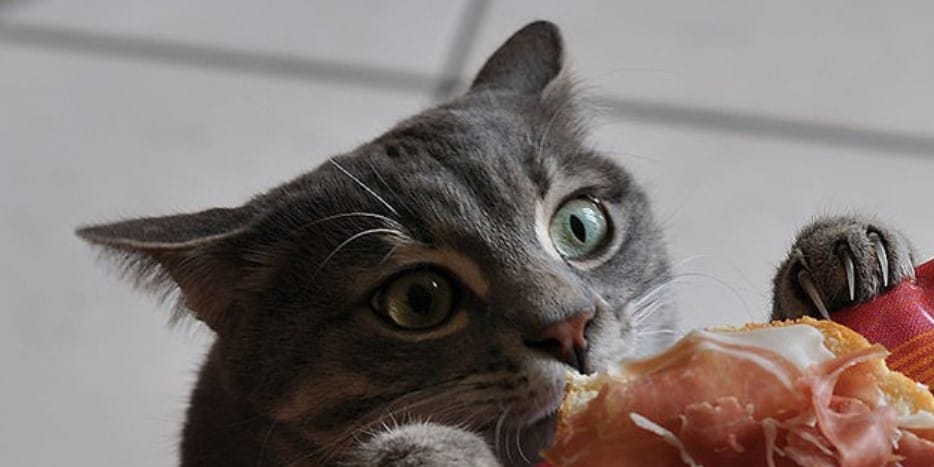 15 Photos of Cats Who Were Taken By Surprise That Are Funny - PetPress