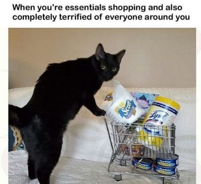 14 Funny Cat Memes Showing The Reality of Staying Home During ...