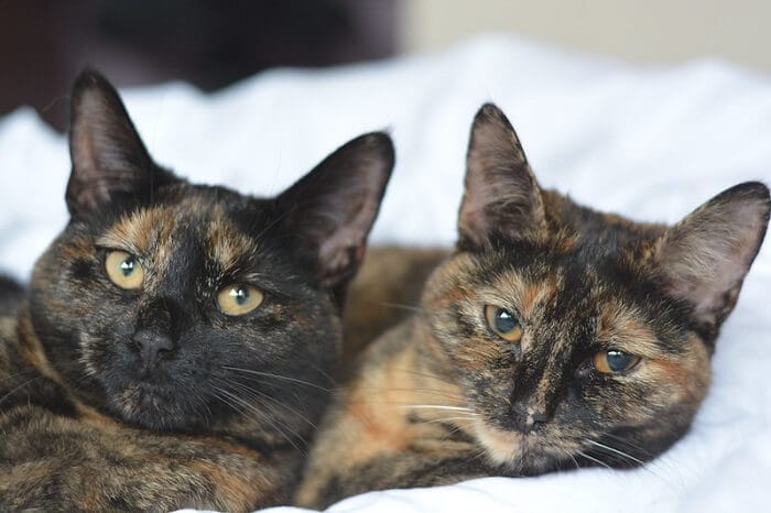 250-twin-cat-names-for-sibling-duo-cats-petpress