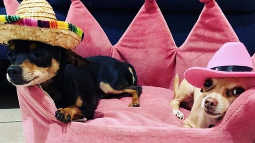 30 Classic Mexican Male Dog Names 30-classic-mexican-male-dog-names
