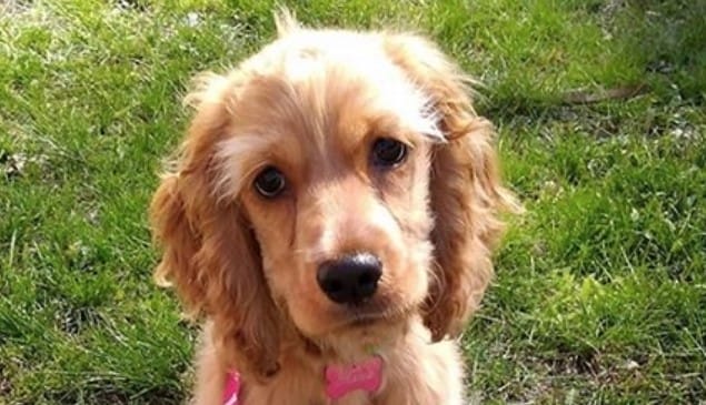 Top 152 Best English Cocker Spaniel Dog Names