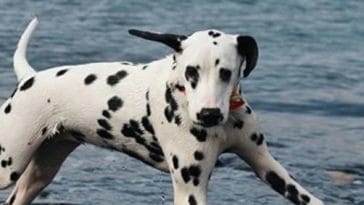 dalmatian