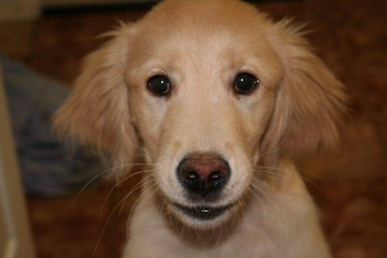 350 Disney Dog Names Awesome Disney Inspired Dog Names PetPress