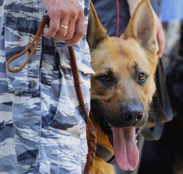 Top 50 Best Police K9 Dog Names For German Shepherds PetPress