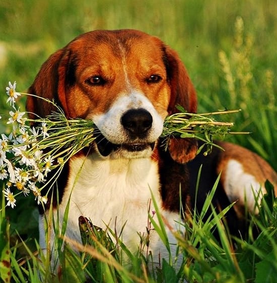 73 Beautiful Flower Dog Names PetPress
