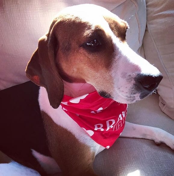 Top 130 Best Treeing Walker Coonhound Dog Names PetPress