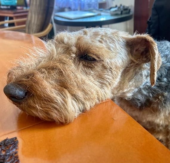 Top 80 Best Welsh Terrier Dog Names PetPress