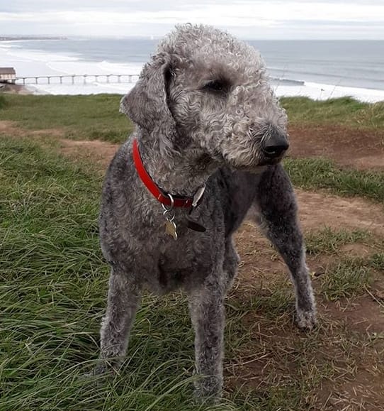 Top 60 Best Bedlington Terrier Dog Names PetPress