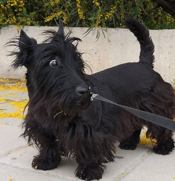 Top 125 Best Scottish Terrier Dog Names PetPress