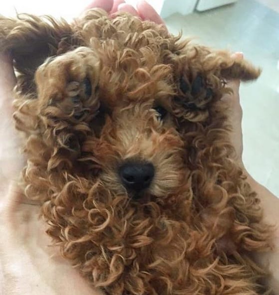 Top 71 Best Goldendoodle Dog Names PetPress