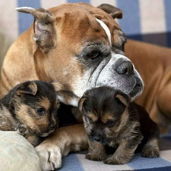 Top 150 Trendy Female Dog Names 2020 PetPress