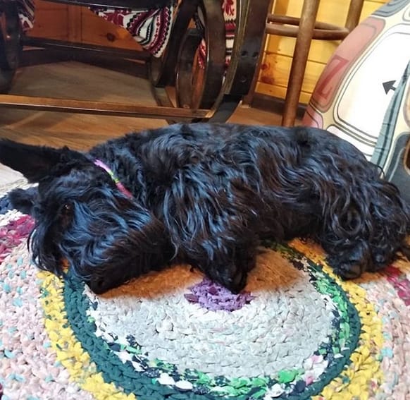 Top 125 Best Scottish Terrier Dog Names PetPress