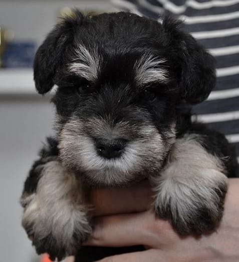 Top 145 Best Miniature Schnauzer Dog Names