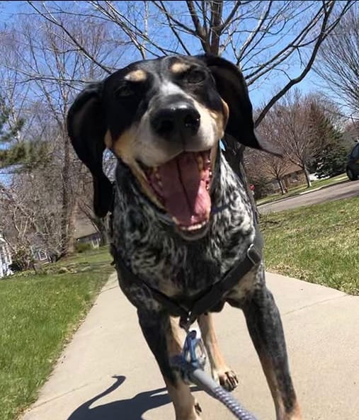 Top 134 Best Bluetick Coonhound Dog Names PetPress