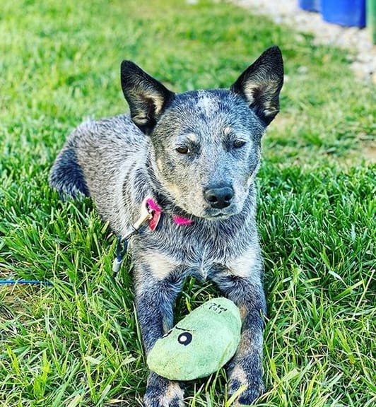Top 37 Best Australian Cattle Dog Names PetPress