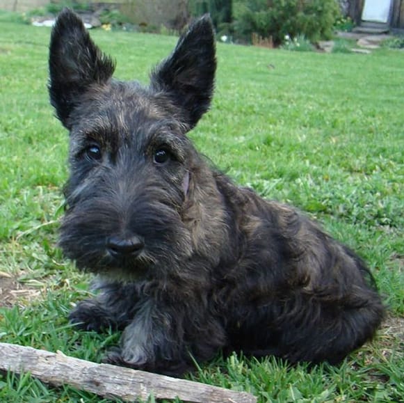 Top 125 Best Scottish Terrier Dog Names PetPress