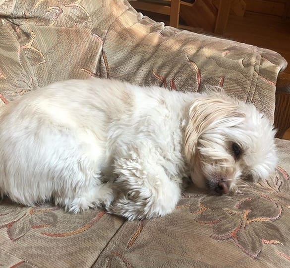 Top 128 Best Coton de Tulear Dog Names PetPress