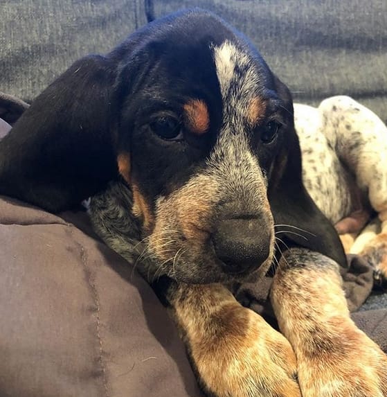 Top 134 Best Bluetick Coonhound Dog Names PetPress