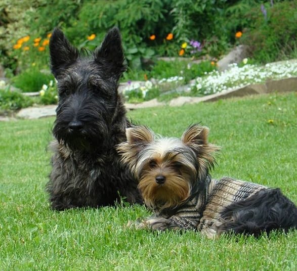 Top 125 Best Scottish Terrier Dog Names PetPress