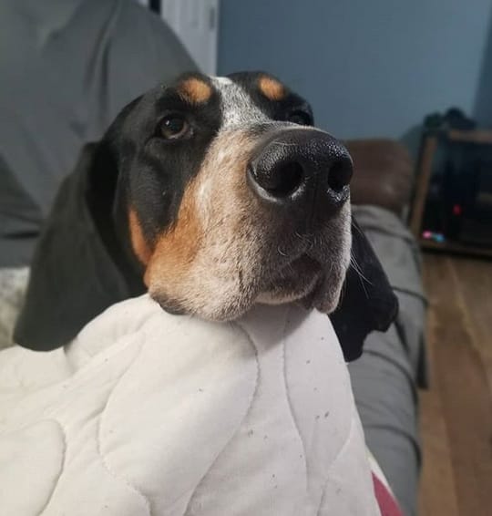 Top 134 Best Bluetick Coonhound Dog Names PetPress