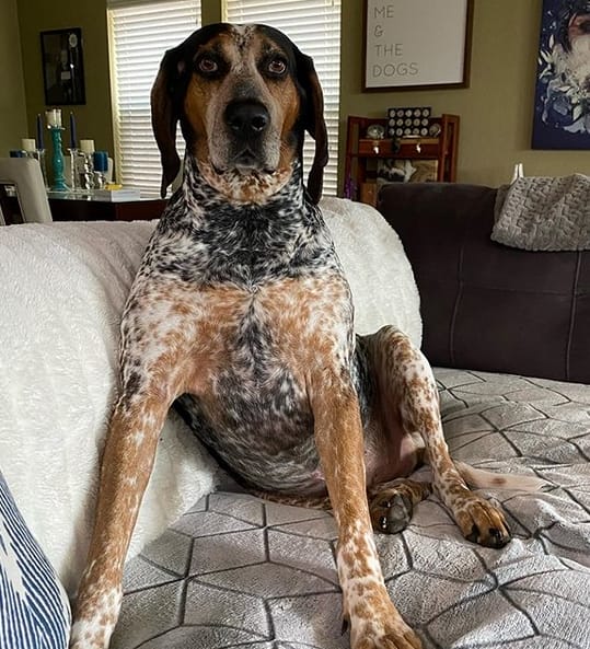 Top 134 Best Bluetick Coonhound Dog Names PetPress