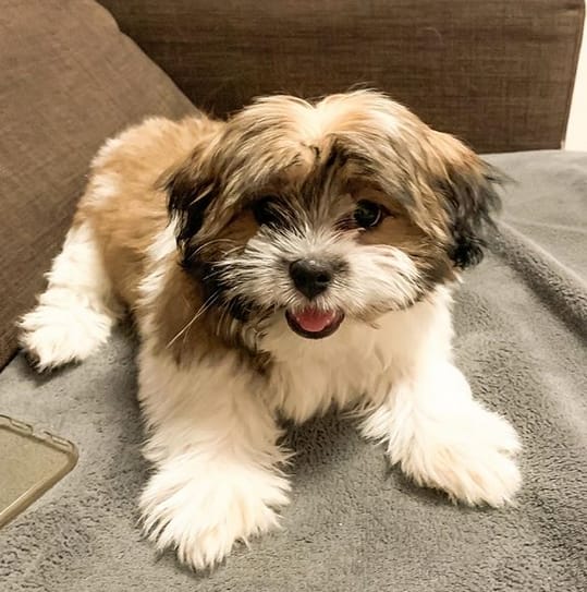 Top 130 Best Shih Tzu Dog Names For Your Cute Puppy