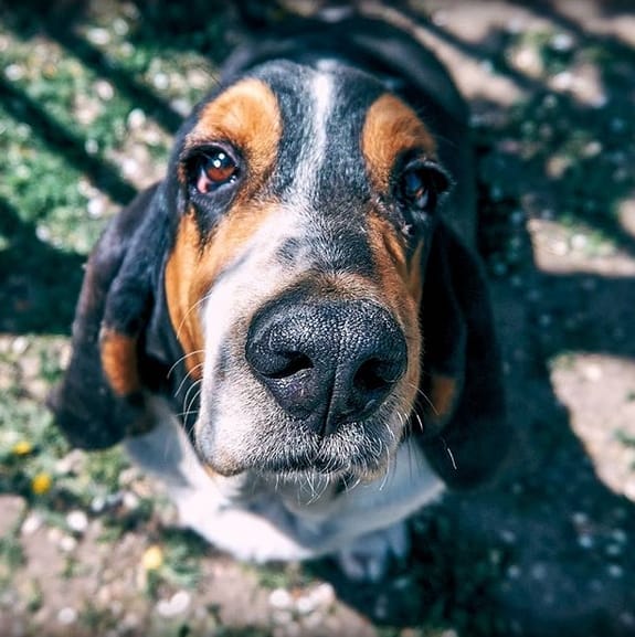 Top 89 Best Basset Hound Dog Names PetPress