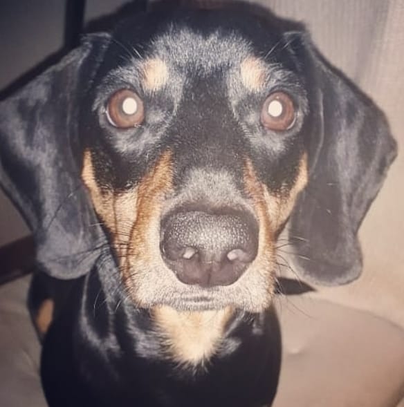 Top 150 Best Dachshund Dog Names