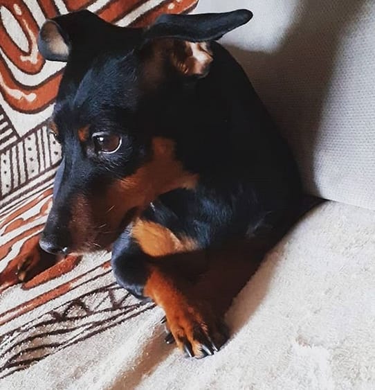 Top 130 Best Pinscher Dog Names PetPress