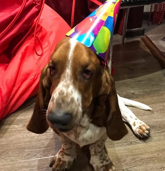 Top 89 Best Basset Hound Dog Names PetPress