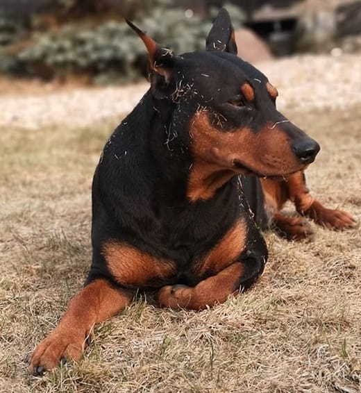 Top 130 Best Pinscher Dog Names PetPress