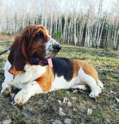 Top 89 Best Basset Hound Dog Names PetPress