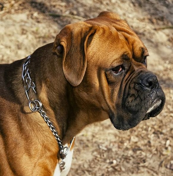 40+ Best Male Boxer Dog Name Ideas PetPress