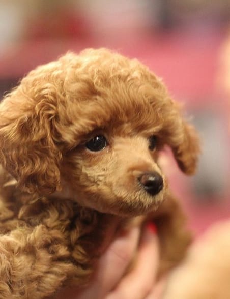 71 Best Male Poodle Dog Name Ideas