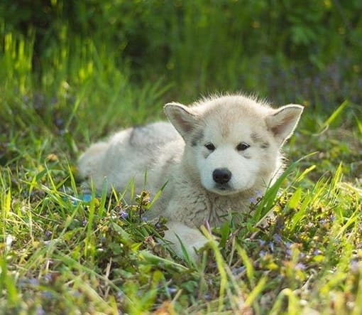 42 Best Male Husky Dog Name Ideas - PetPress