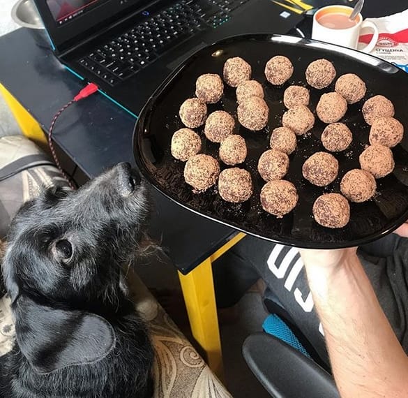 110+ Best Food Dog Names for Puppies PetPress