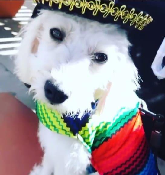 30+ Classic Mexican Male Dog Names