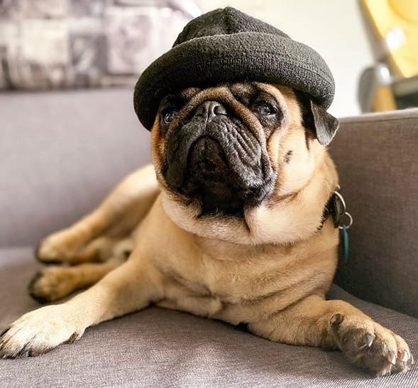 101 Best Dog Names for Boy Puppies PetPress