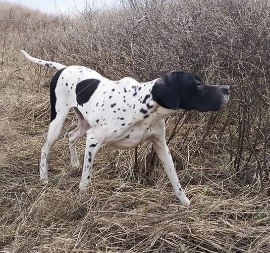 Top 120 Best Pointer Dog Names PetPress