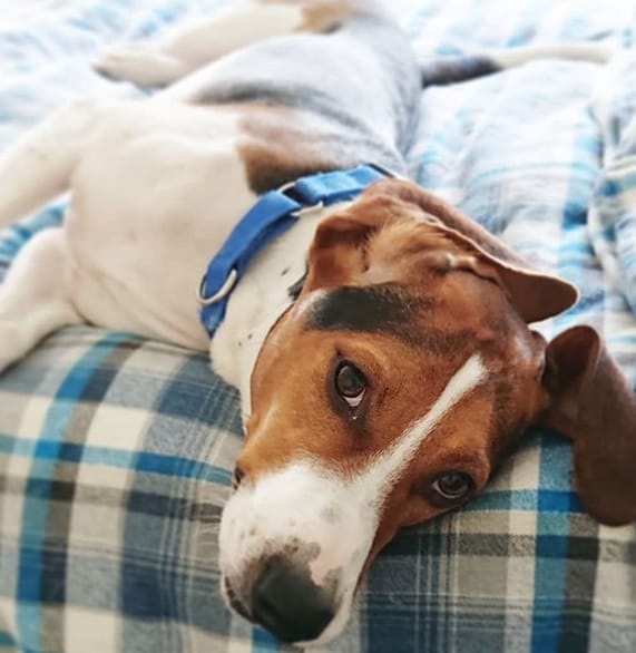 Top 130 Best Treeing Walker Coonhound Dog Names PetPress