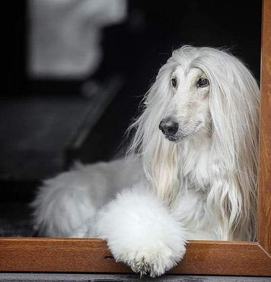 Top 43 Best Afghan Hound Dog Names - PetPress Top 43 Best Afghan Hound Dog Names - PetPress