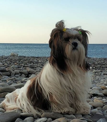 Top 150 Best Lhasa Apso Dog Names Top 150 Best Lhasa Apso Dog Names