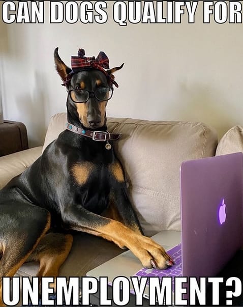 14 Funny Dog Memes Showing The Reality Of Staying Home In Quarantine (Part 2) - PetPress 14 Funny Dog Memes Showing The Reality Of Staying Home In Quarantine (Part 2) - PetPress