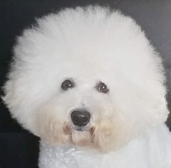 Top 125 Best Bichon Frise Dog Names PetPress
