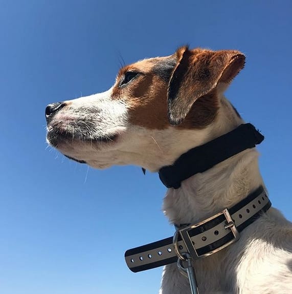 Top 130 Best Treeing Walker Coonhound Dog Names PetPress