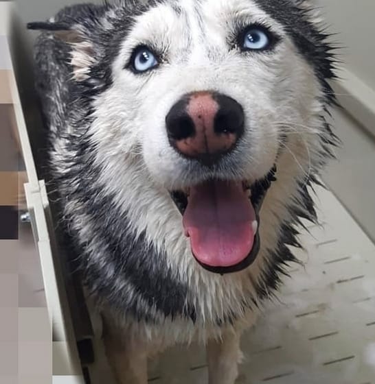 The 30 Most Popular Dog Names 2020 That Are Unique And Beautiful